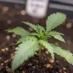 Karen Kush Auto II - Zamnesia x B&B