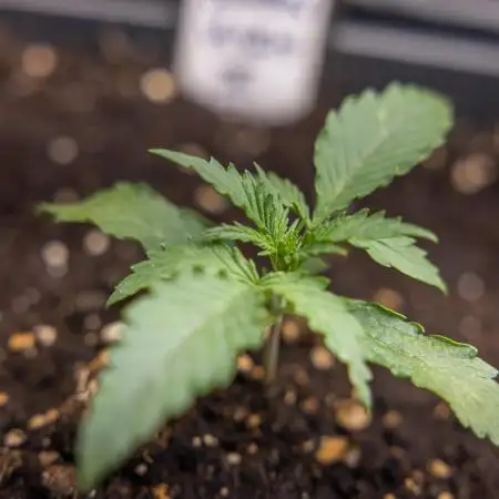 Karen Kush Auto II - Zamnesia x B&B