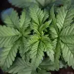 Monster Dwarf I Auto - Zamnesia x B&B