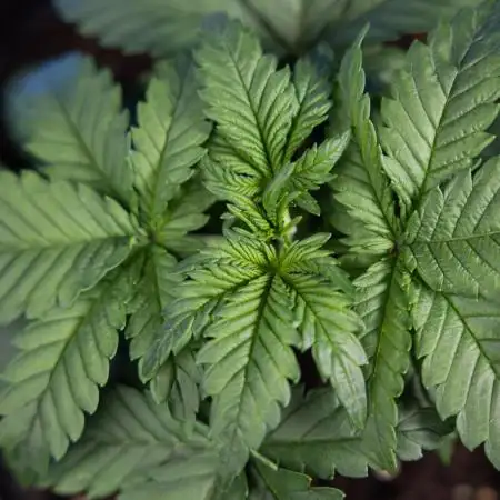 Monster Dwarf I Auto - Zamnesia x B&B