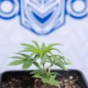 Nectar Drip Clone - Zamnesia x B&B