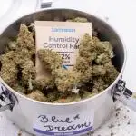 Blue Dream 1 // Zamnesia x B&B