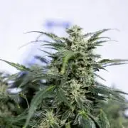 Critical Cheese Auto #1 - Zamnesia x B&B