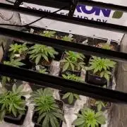 Nectar Drip 4 - Zamnesia x Tical x B&B