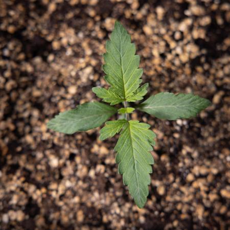 Tropicana Cookies 2 - Zamnesia x B&B