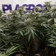 Georgia Pie #1 - Zamnesia x B&B