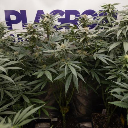 Georgia Pie #1 - Zamnesia x B&B