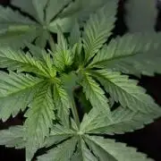 Super Boof - Zamnesia x B&B