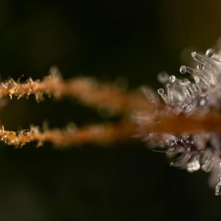Critical Cheese Auto #1 - Zamnesia x B&B