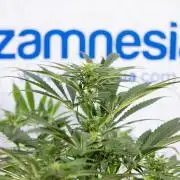 Super Boof - Zamnesia x B&B