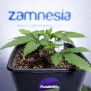 L.A. KUSH Cake 2 - Zamnesia x B&B