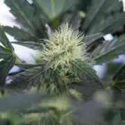 Watermelon Candy #2 - Zamnesia x B&B