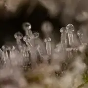 Nectar Drip #1 - Zamnesia X Tical x B&B