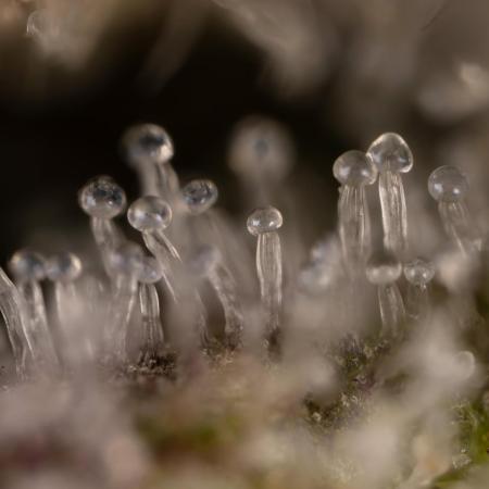 Nectar Drip #1 - Zamnesia X Tical x B&B