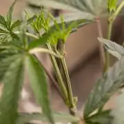 Georgia Pie #1 - Zamnesia x B&B