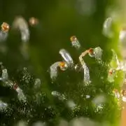 Blue Widow 🕷️  - Zamnesia x B&B