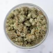 Tropicana Cookies #1 - Zamnesia x B&B