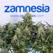 Critical Cheese Auto #2 - Zamnesia x B&B