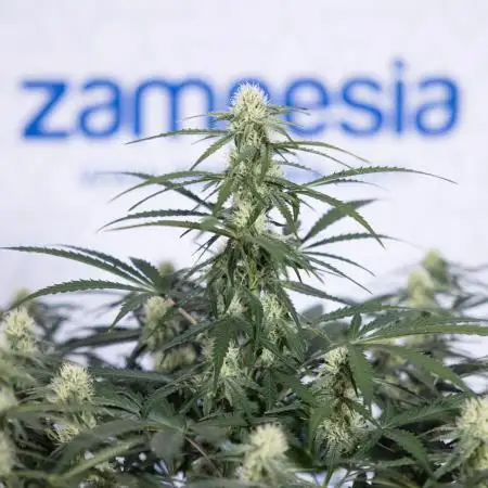 Watermelon Candy #1 -  Zamnesia x B&B