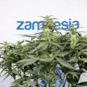 Blueberry Crumble 🔵 Auto - Z x B&B