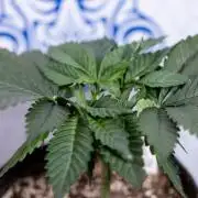 L.A. Kush Cake #3 - Zamnesia x B&B