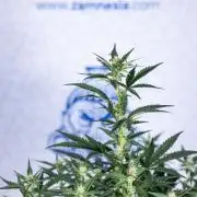 Monster Dwarf I Auto - Zamnesia x B&B