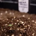 Watermelon Candy I Auto - Zamnesia x B&B