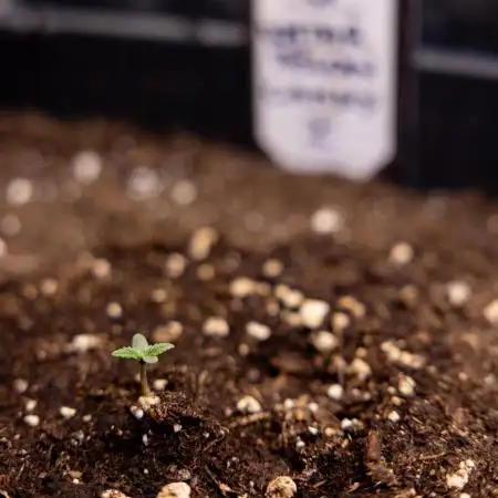 Watermelon Candy I Auto - Zamnesia x B&B