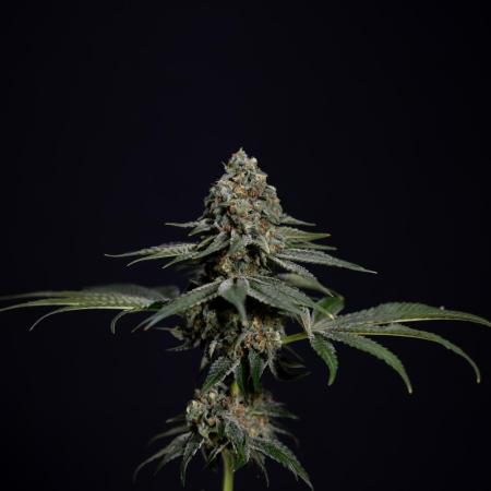 Tangerine Dream 1 // Zamnesia x B&B