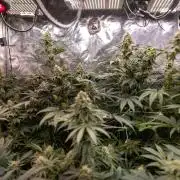 Lemon Cherry Gelato #2 - Zamnesia x B&B