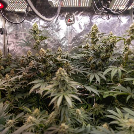 Lemon Cherry Gelato #2 - Zamnesia x B&B