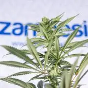 Tropicana Cookies #1 - Zamnesia x B&B