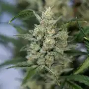 Monster Dwarf #1 Auto - Zamnesia x B&B