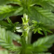 Nectar Drip 2 - Zamnezia x Tical