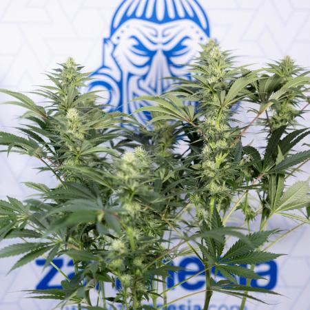 Permanent Marker - Zamnesia x B&B