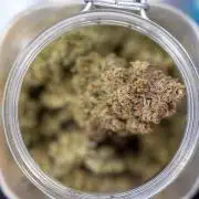 Nectar Drip #3 - Zamnesia x Tical x B&B