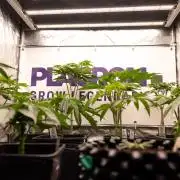 Lemon Cherry Gelato #1 - Zamnesia x B&B