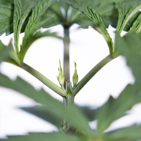 Georgia Pie #1 - Zamnesia x B&B