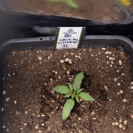 Critical Cheese Auto II - Zamnesia x B&B