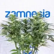 Sticky Broccoli - Zamnesia x B&B