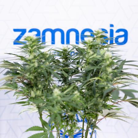 Sticky Broccoli - Zamnesia x B&B