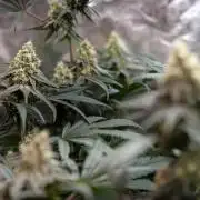 Tropicana Cookies #2 - Zamnesia x B&B