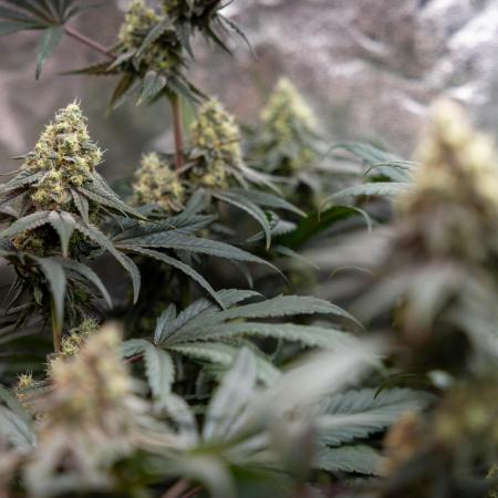 Tropicana Cookies #2 - Zamnesia x B&B