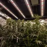 Godfather OG ✞ Auto - Zamnesia x B&B