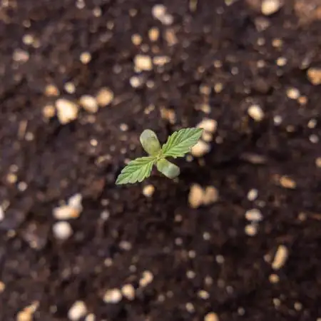 Critical Cheese Auto II - Zamnesia x B&B