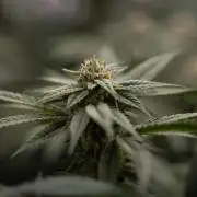 Lemon Cherry Gelato #1 - Zamnesia x B&B