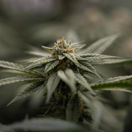 Lemon Cherry Gelato #1 - Zamnesia x B&B