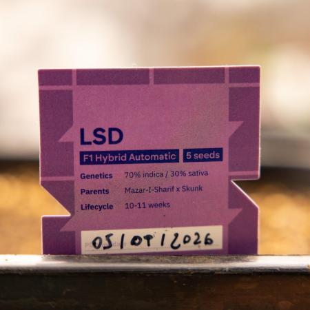 LSD 🌈⃤— F1 Auto - Zamnesia x B&B