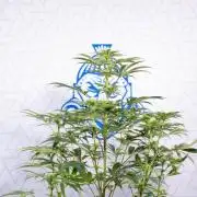 Nectar Drip #5 Clone - Zamnesia x B&B