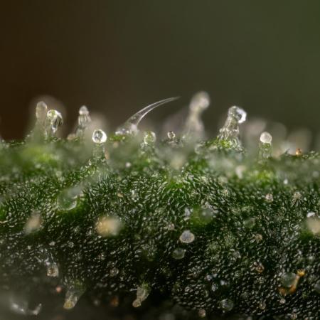 CBD FIX 🏥 Auto - Zamnesia x B&B